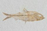 Pair Of Fossil Fish Including Mioplosus - Wyoming #79830-2